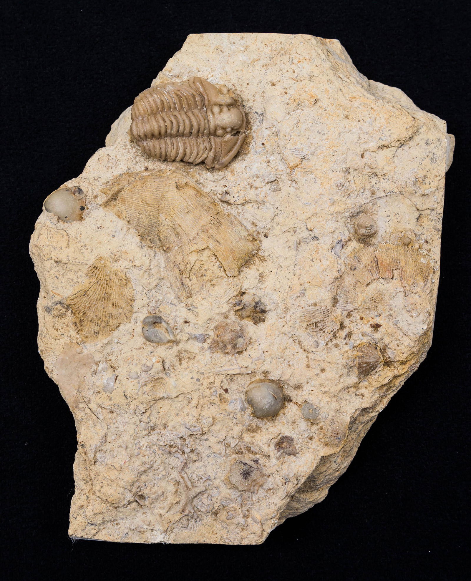 Sea Floor Fossil with Trilobite: The fossil has seashells, trilobite and other flora is in a white sediment matrix approx 7" L.