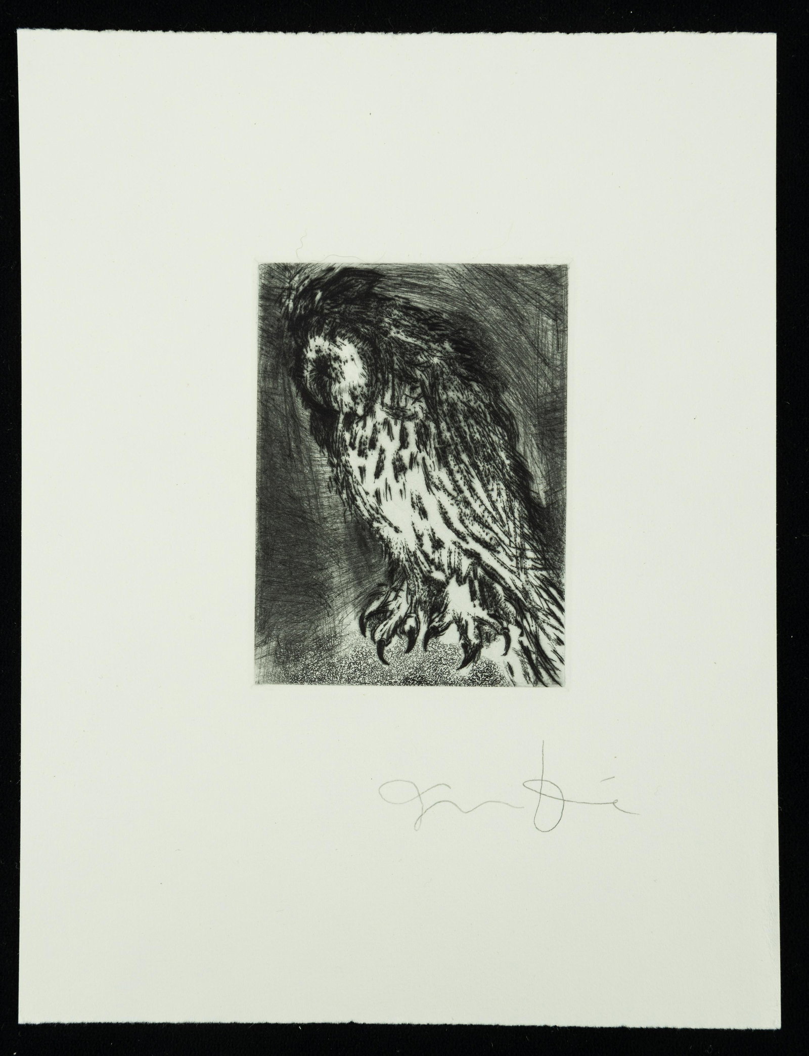 Jim Dine (American, b. 1935) Signed Owl Etching (1 of 2)