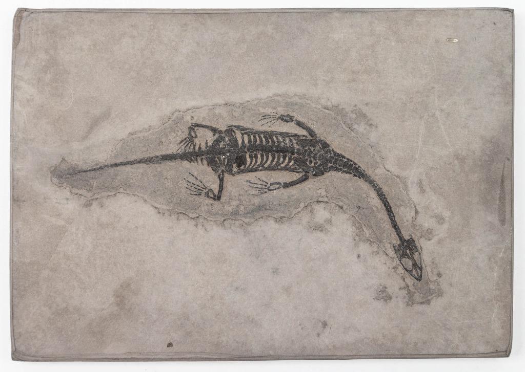 Keichosaurus (Lizard) Fossil / "Baby Dragon": Keichosaurus Fossil ,China, Triassic period, c. 240 million years ago, prepared in its stone matrix, 7" x 5" x 1/2"
