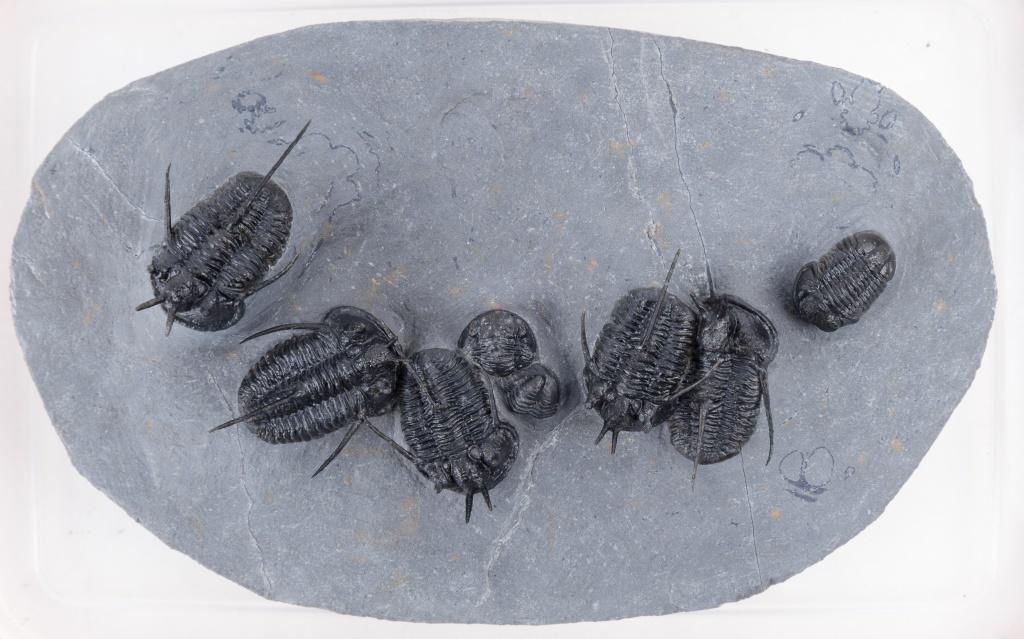 Reedops & Cyphaspis Trilobite Fossils: Clustering of Reedops and Cyphasipis fossils in matrix, total of 8, approx 6" x 3.5", from Morocco.