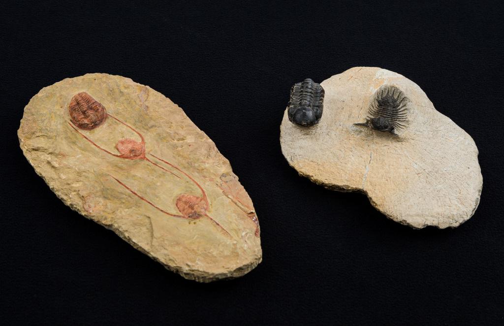 Ampyx Priscus & Treveropyge Trilobite Fossils: Clustering of Ampyx Priscus fossils, and 2 Treveropyge Paralejurlus pair in matrix, largest slab approx 6.5"L, from Morocco.