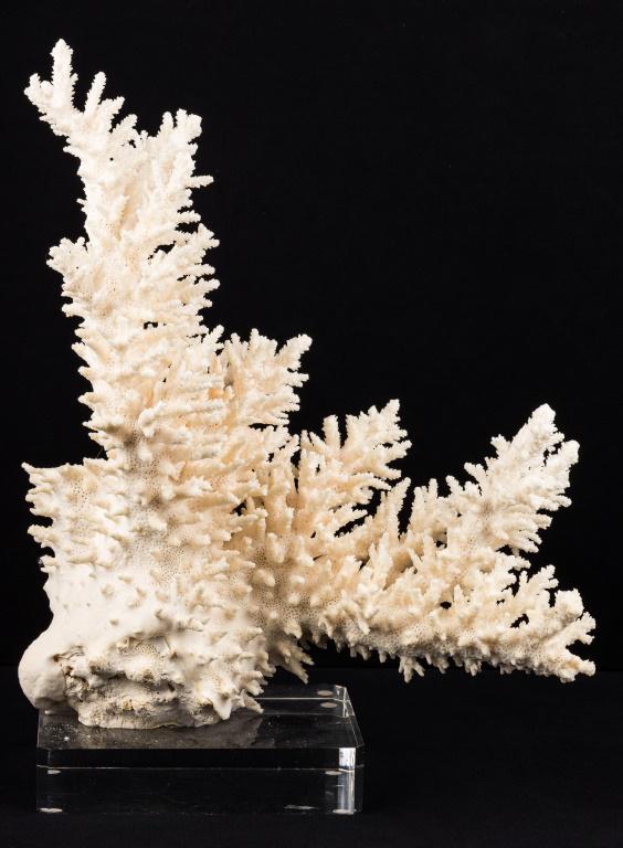Branch Coral Specimen on Lucite Base: Branch coral specimen on lucite base, approx 16.5"H x 12"L, (some loss as seen in photos).