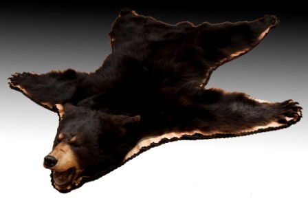 Bear Skin Rug: Black bear skin rug with claws, 67"l x 63"w