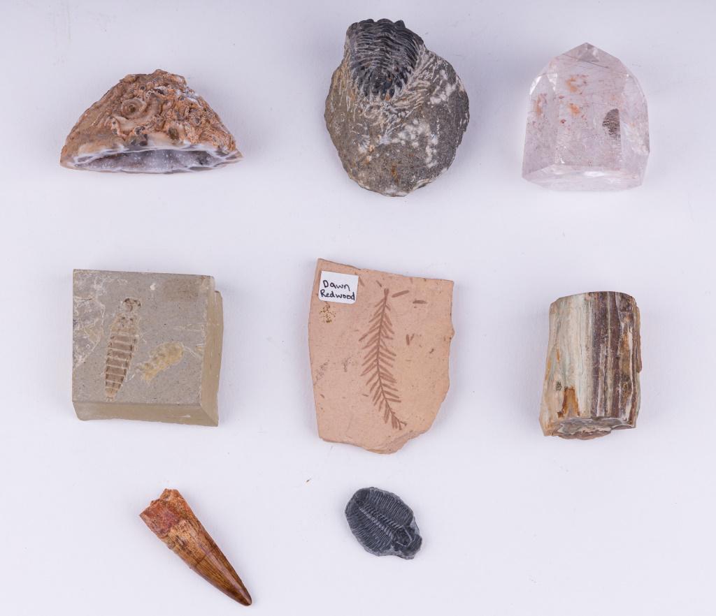 Fossil & Mineral Specimens: Eight quality fossil / mineral specimens from a private Philadelphia collection,