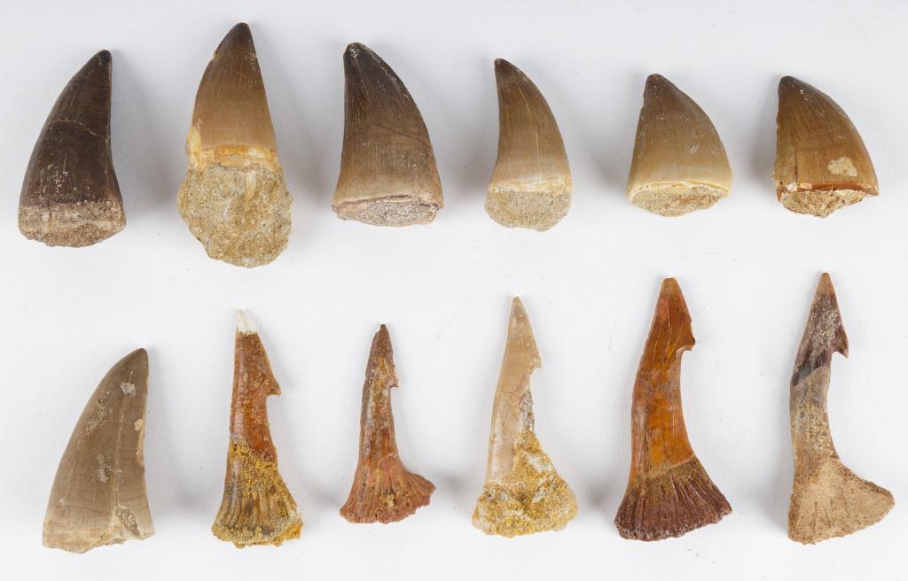 Fossil Mosasaur & Sawfish Teeth (12): This group of fossilized teeth include 7 mosasaur dinosaur teeth and 5 fossilized sawfish teeth. These teeth were collected in the Sahara Desert area of Morocco, Africa. Largest mosasur tooth measures