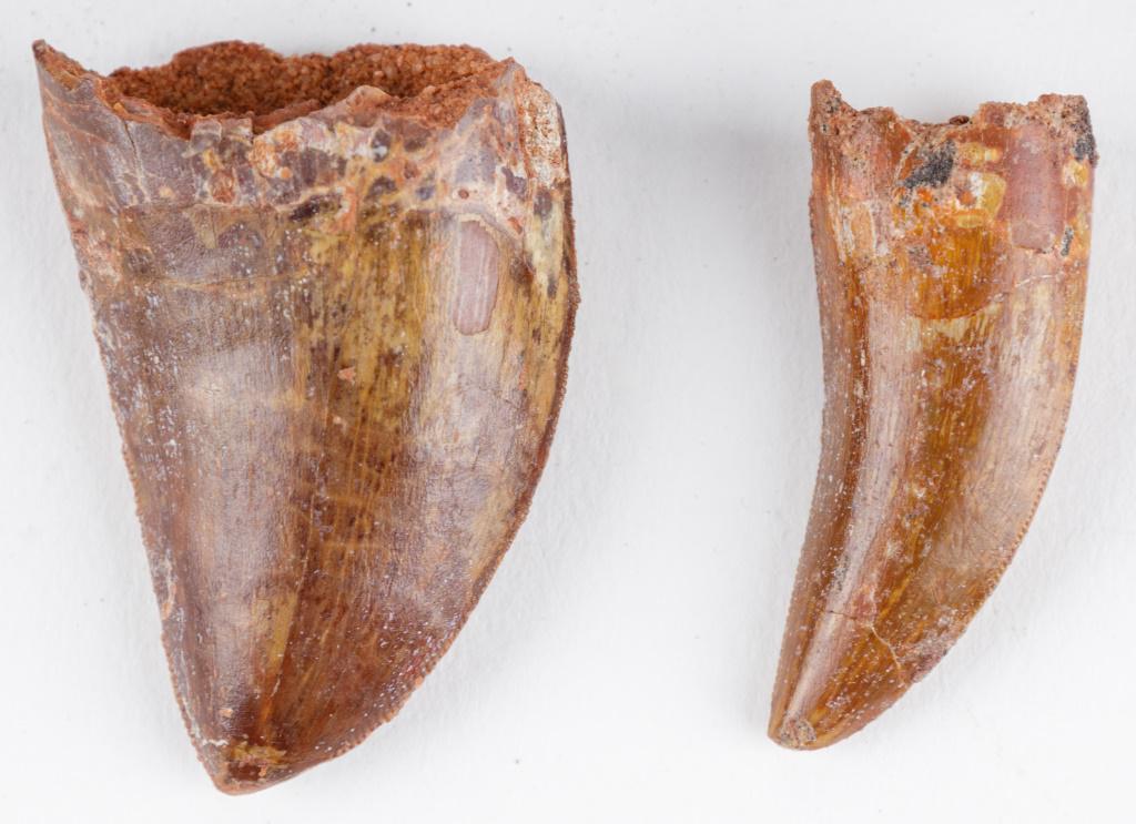 African T Rex Carcharodontosaurus Teeth (2): These two fossilized T. Rex Carcharodontosaurus saharicus dinosaur teeth were found in the Saharan Desert region of Morroco. The large tooth measures approx 1.75" L and smallest measures approx 1.5" L