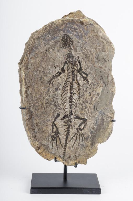 Barasaurus Fossil Plate Display: This real barasaurus fossil plate comes with a display stand. Total height is approx 11" tall in stand and 9.5" L x 6" W. Good condition with fossil completely intact.