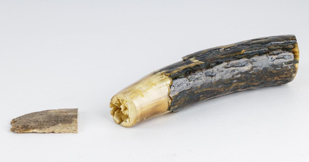 Fossil Wooly Mammoth Tusks (820 g): These two real real fossilized wooly mammoth tusks from Alaska weigh approx 820g / 1 lb 13oz..