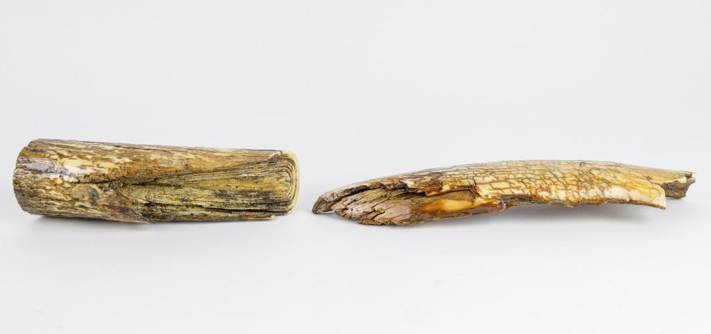 Fossil Wooly Mammoth Tusks (1320 g): These two real real fossilized wooly mammoth tusks from Alaska weigh approx 1320 g / 2 lb 14oz..