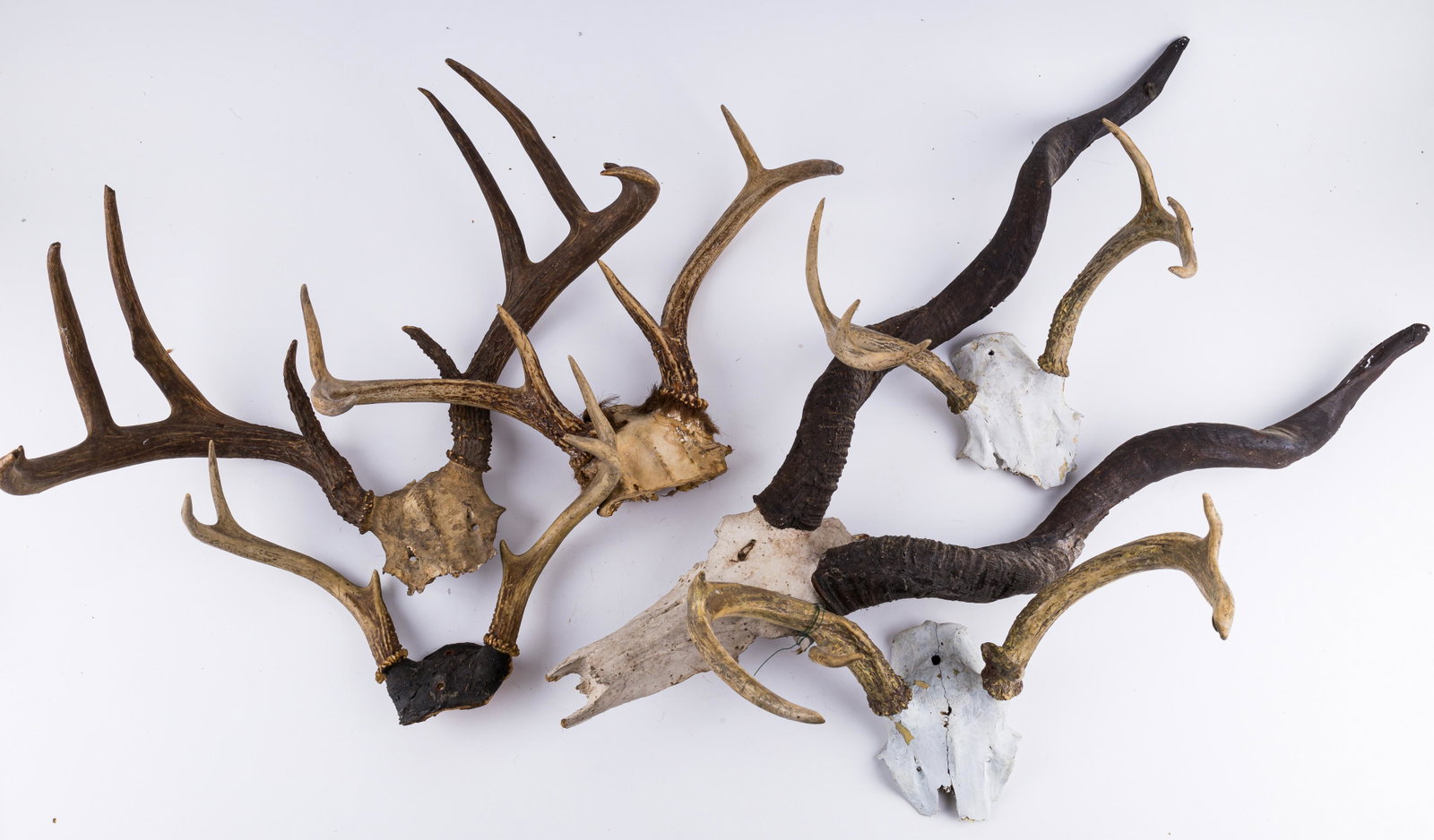 Six European Mounts: Six European deer antler mounts. The largest is approx 29" H. See photos.