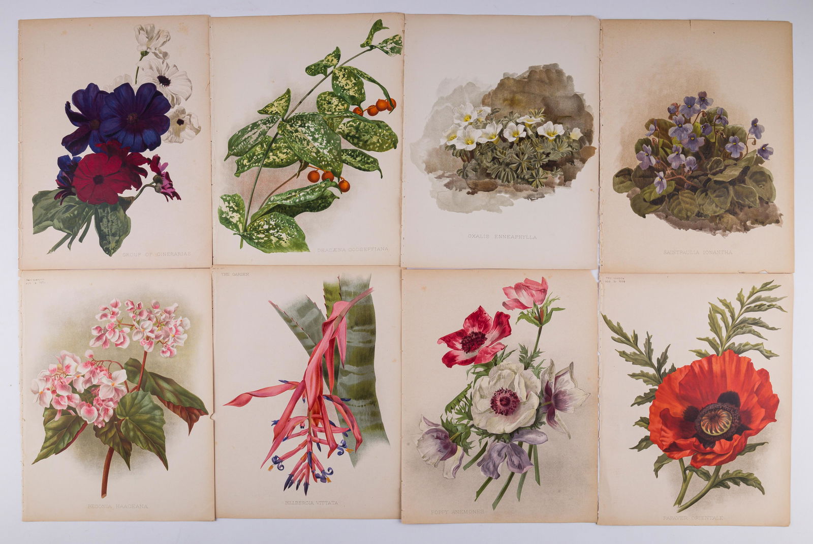 19th C Garden Magazine Floral Prints (1 of 6)