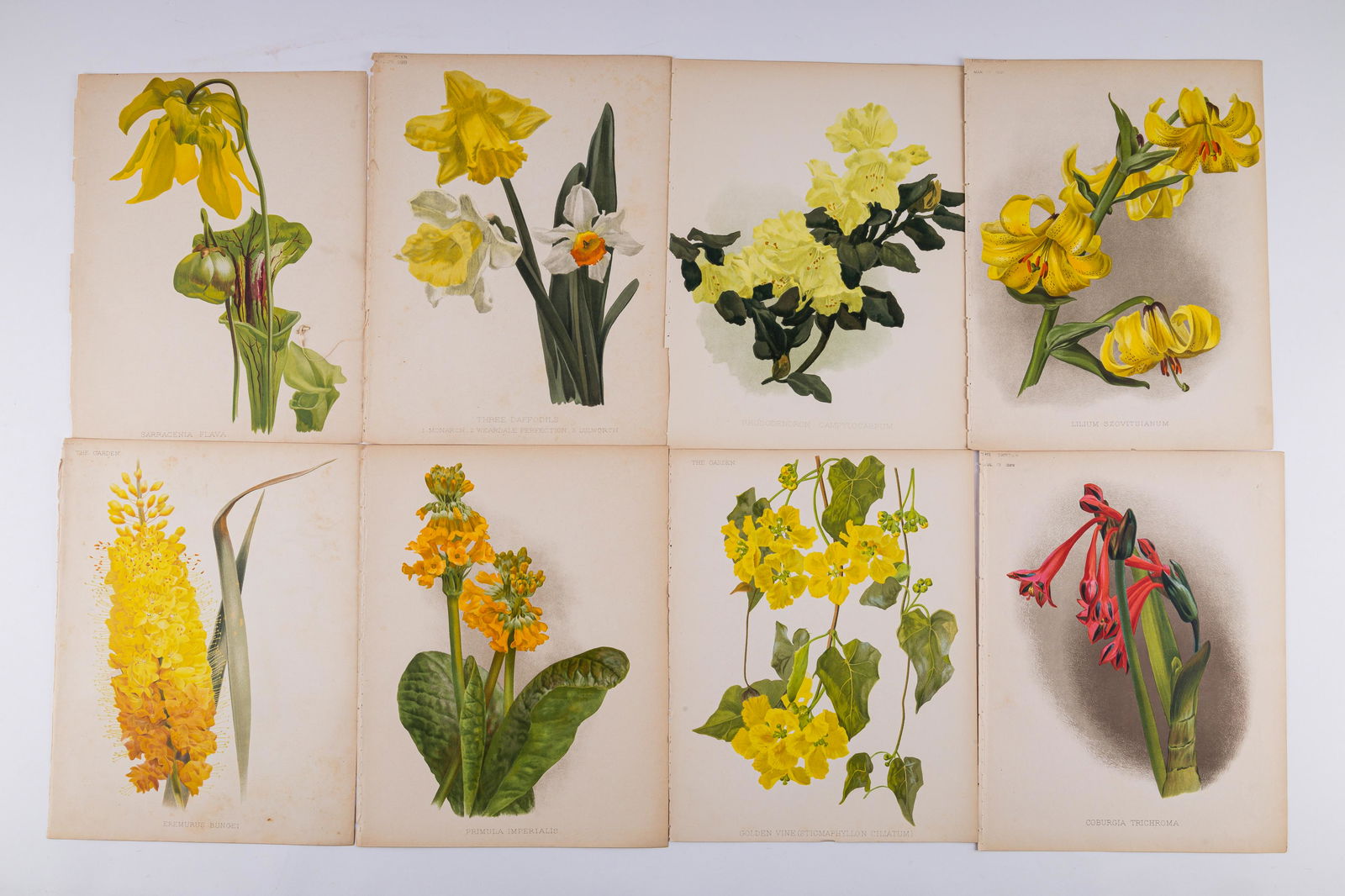 19th C Garden Magazine Floral Prints (1 of 6)