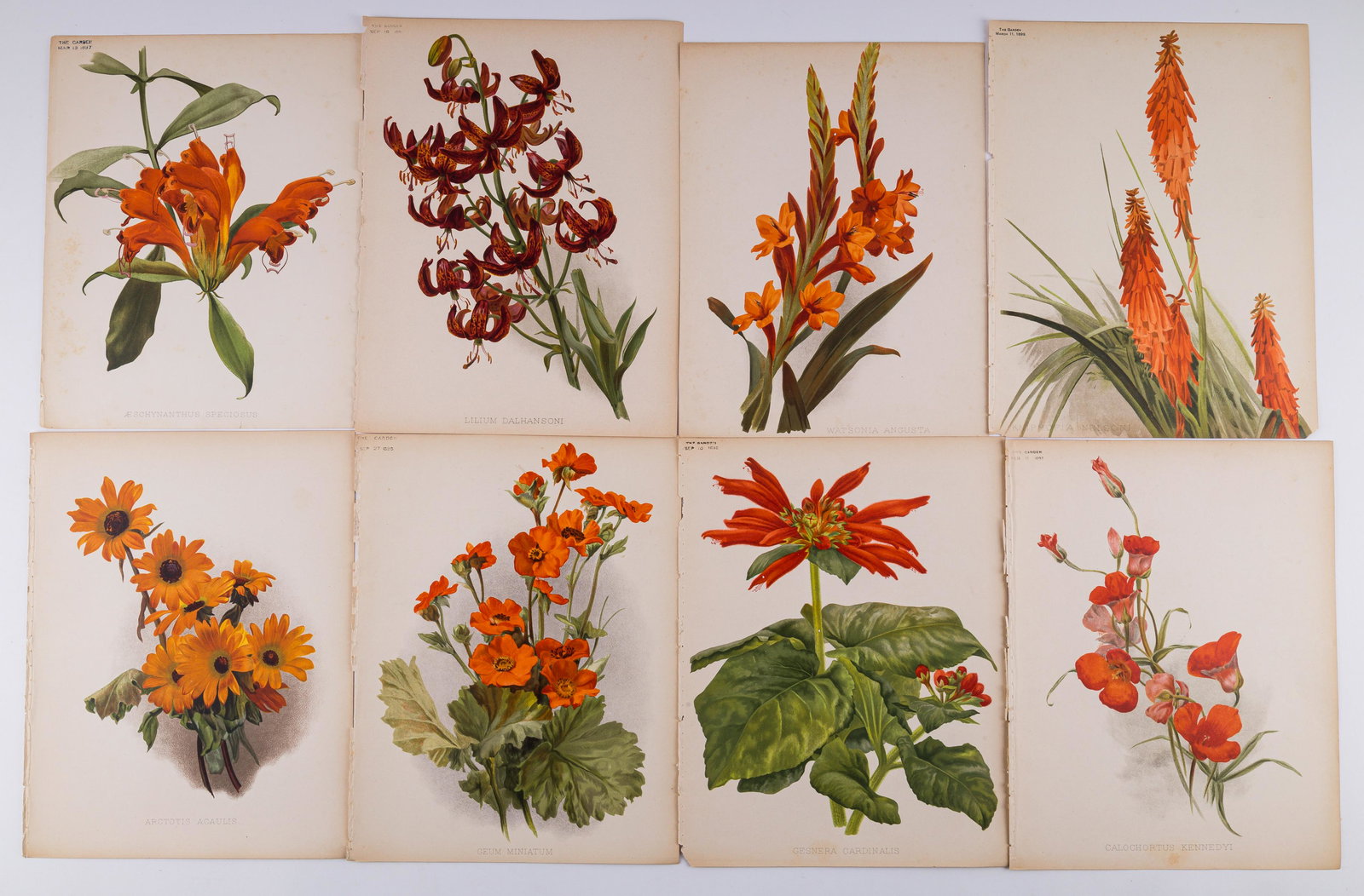 19th C Garden Magazine Floral Prints (1 of 6)