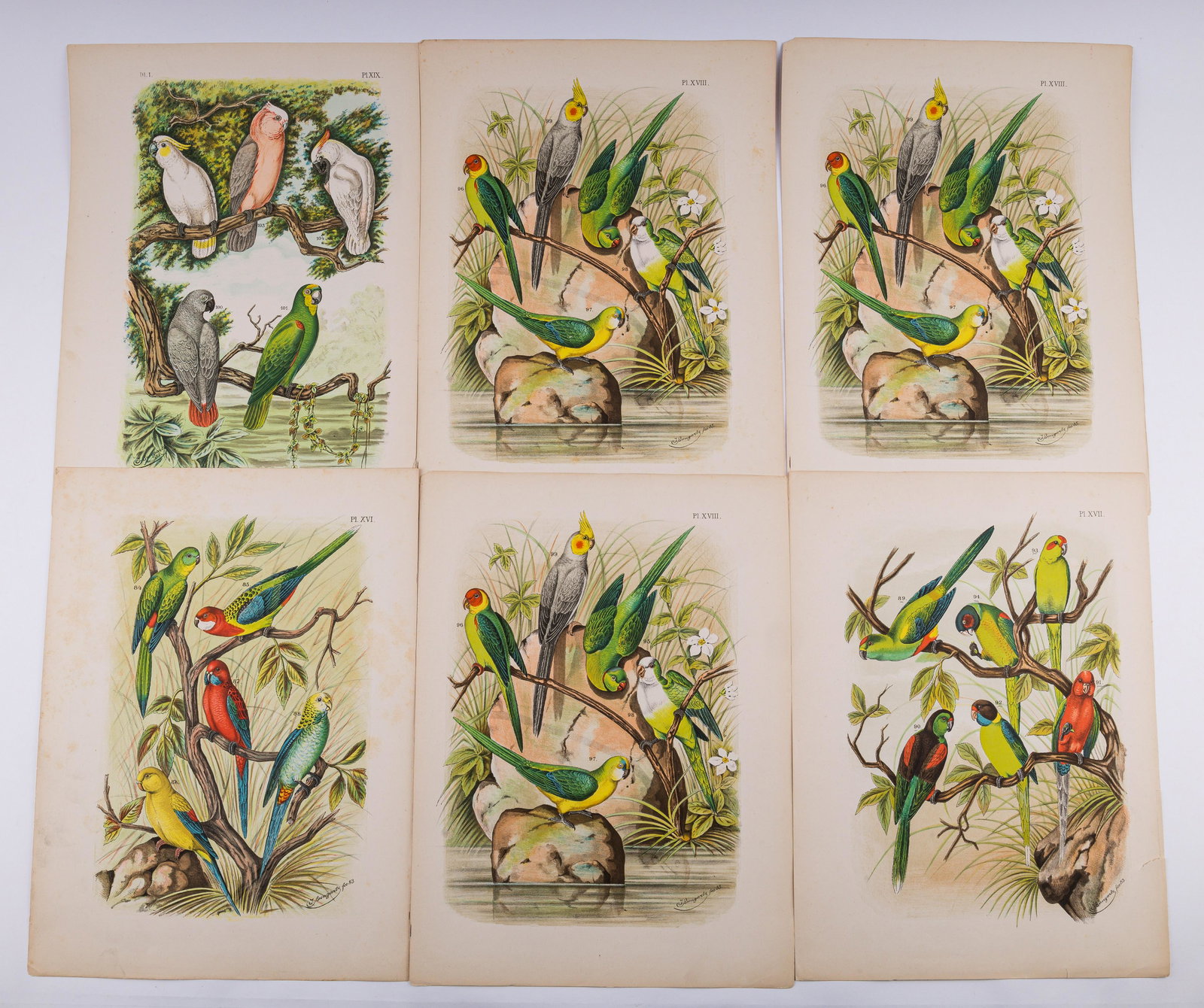Set of Bungartz Tropical Bird Prints (1 of 8)