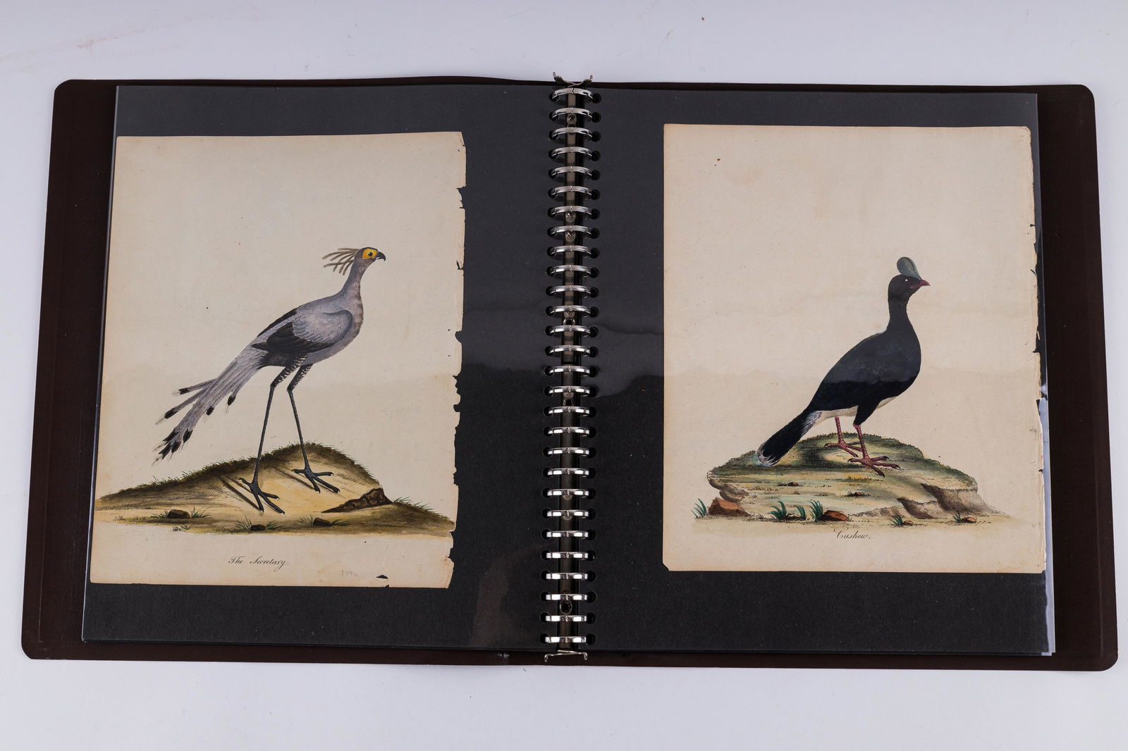 18th C Bird & Fashion Prints (1 of 9)