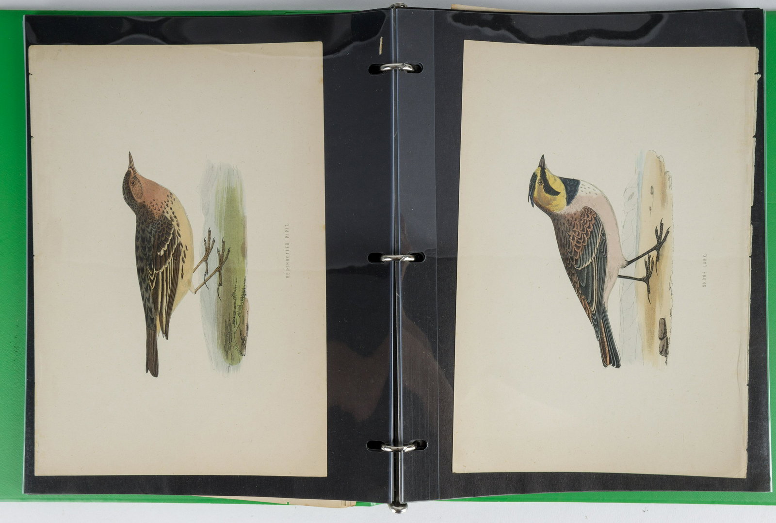 19th C British Bird Prints (1 of 4)