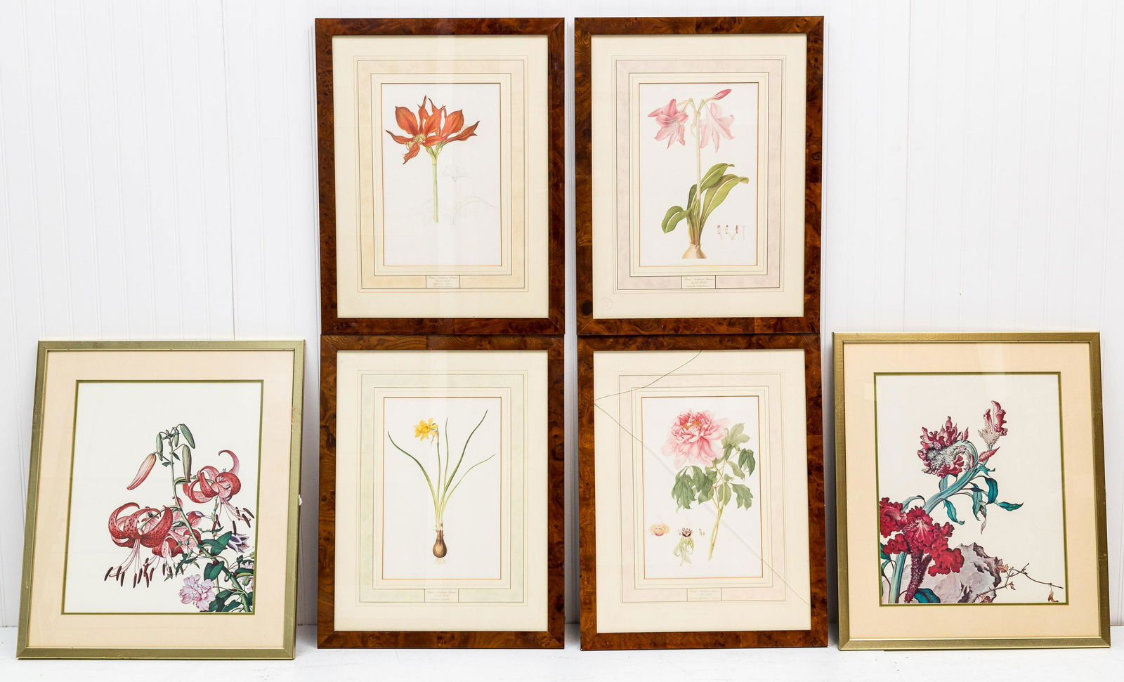 Franz Bauer Natural History Museum Prints (1 of 14)