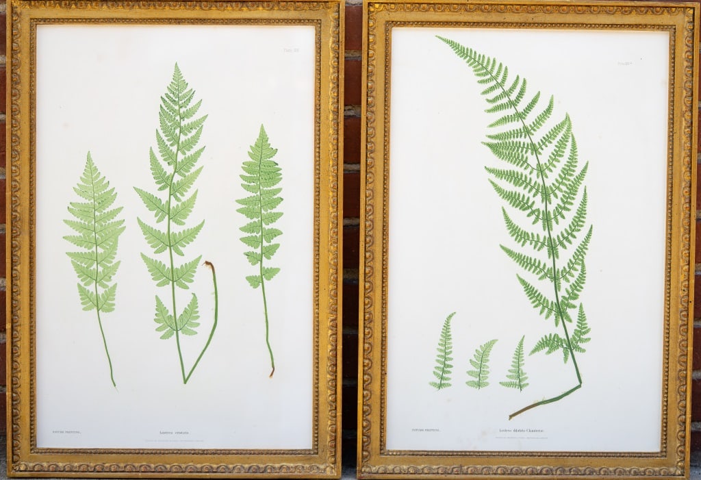 Henry Bradbury 19th C Ferns "Nature Printing" (2) (1 of 5)