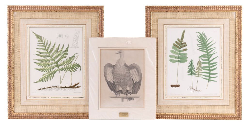 Thomas Rowin Fern Prints (2), Another (1 of 17)