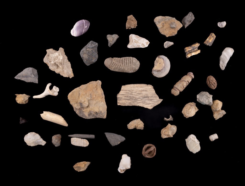Native American Artifacts, Fossils, Shell & Book: 34 pieces including fossils, Native American artifacts, minerals, shell, bone and the book "An Introduction to American Archaeology" by Gordon Willey