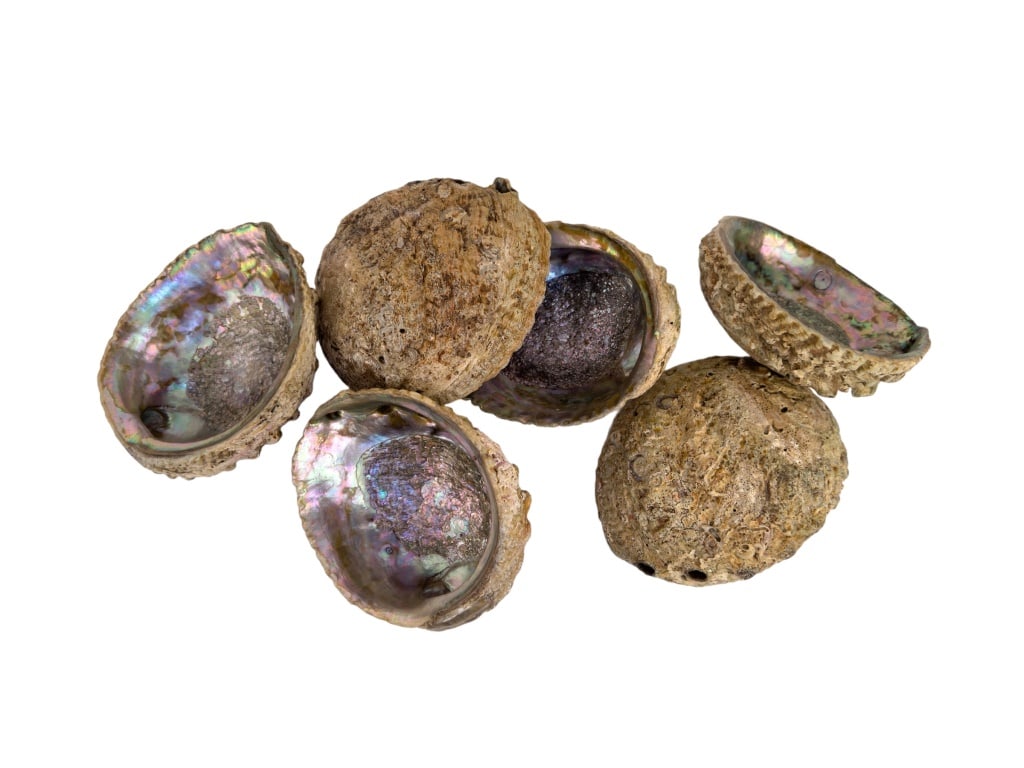 Abalone Shells (6) (1 of 6)