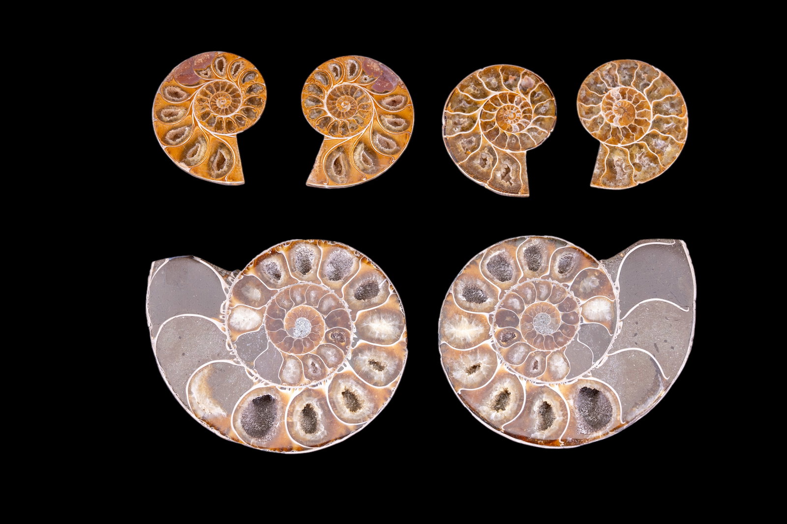 Ammonite Fossil Halves (6): There are six matched ammonite fossil halves thsat have been cut and polished. The largest measure approx 4" dia.