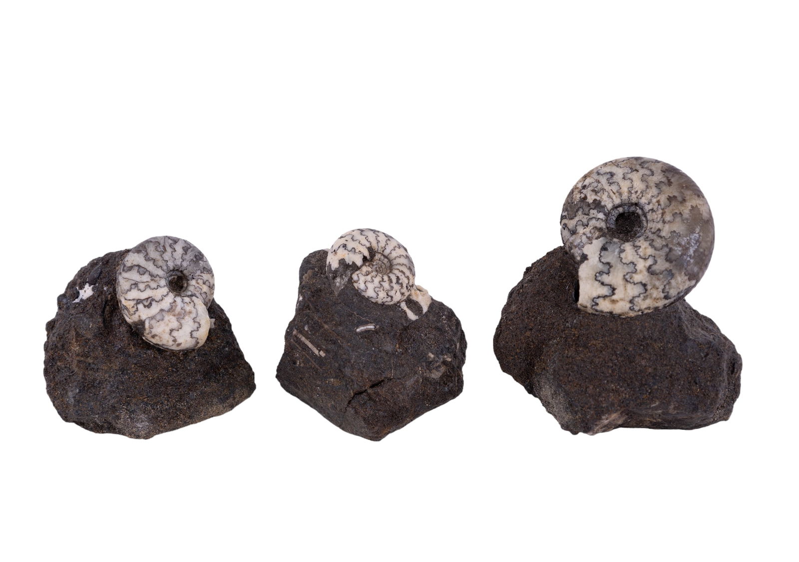 Craspedites Nodiga Ammonite Fossils (3): Three Craspedites Nodiga ammonites on matrix from Saratov, Russia. Largest measures approx 1 3/8" dia. Age: middle Jurassic.