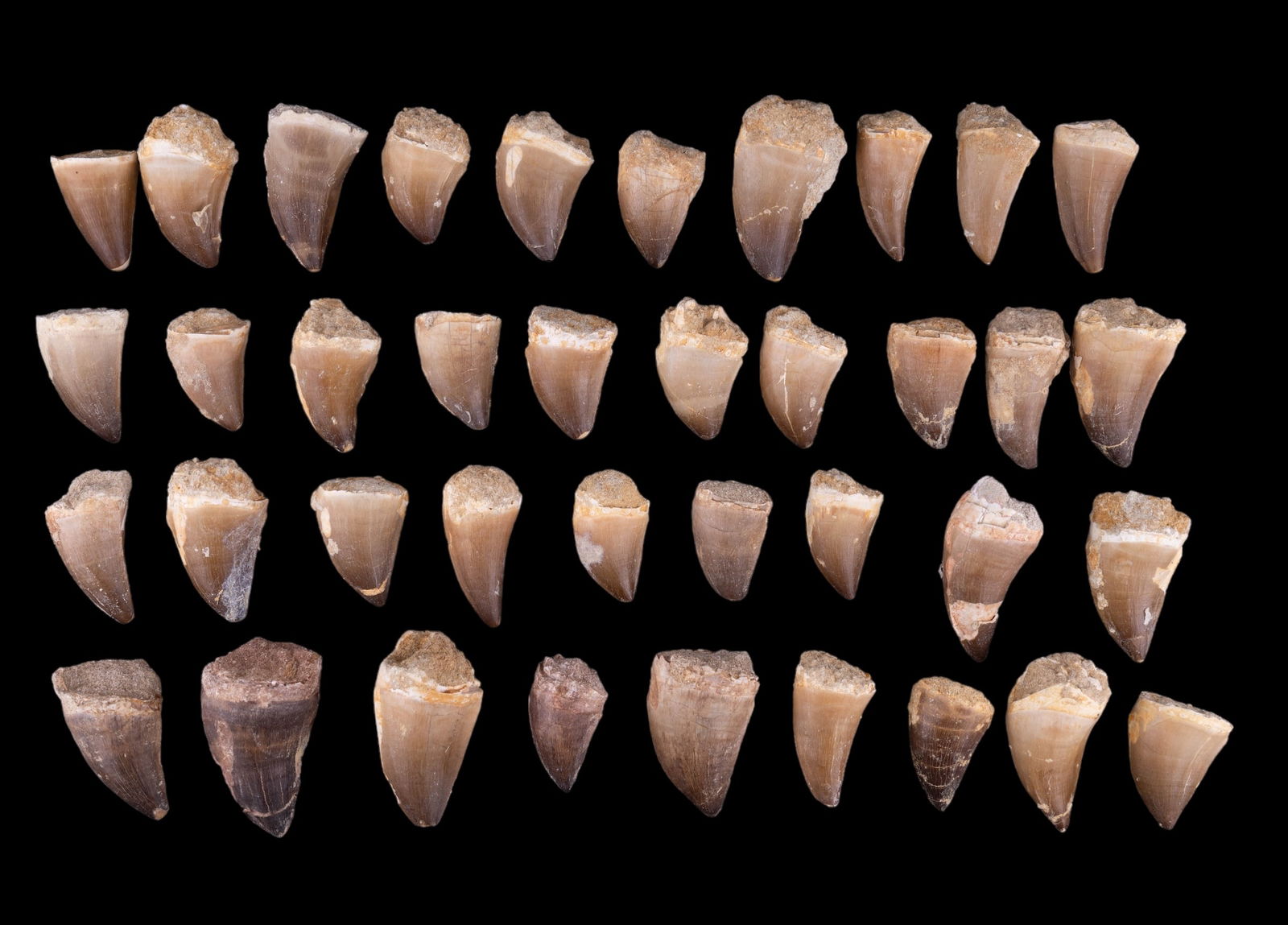 Mosasaur Dinosaur Fossil Teeth: 38 pieces of fossilized mosasaur dinosaur teeth from Khouribga, Morocco. Age: Late cretaceous to Meosozoic era.