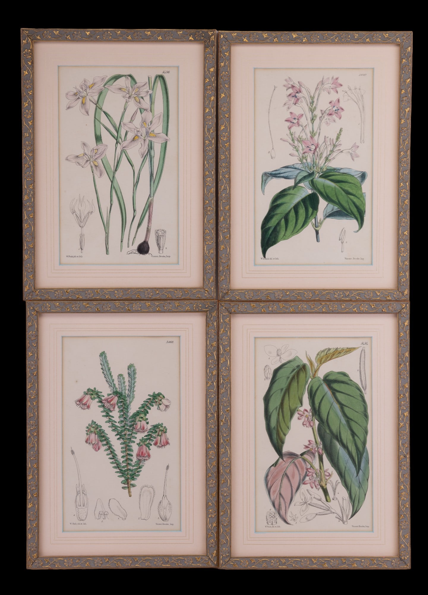 Antique Vincent Brooks Botanical Lithographs (4): Four antique Vincent Brooks botanical lithographs in frames measuring approx 9" W x 12.5" H OD.