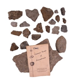 Pennsylvania Fossils