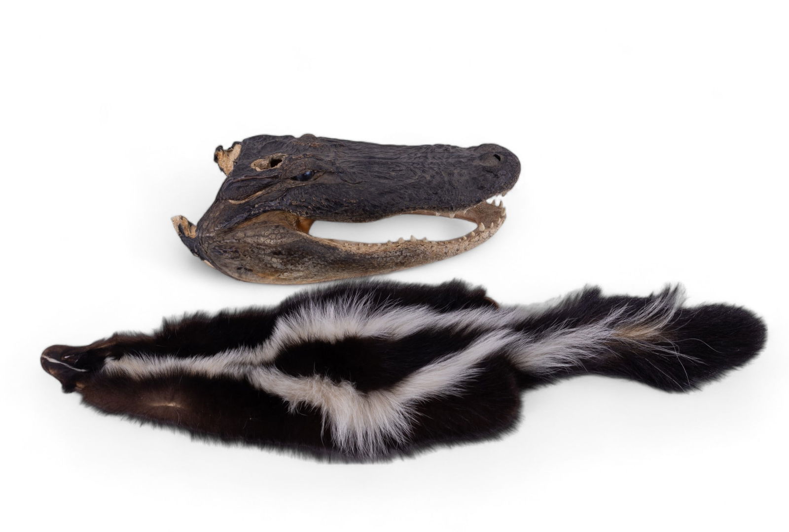 Vintage Taxidermy Gator Head & Skunk (1 of 9)