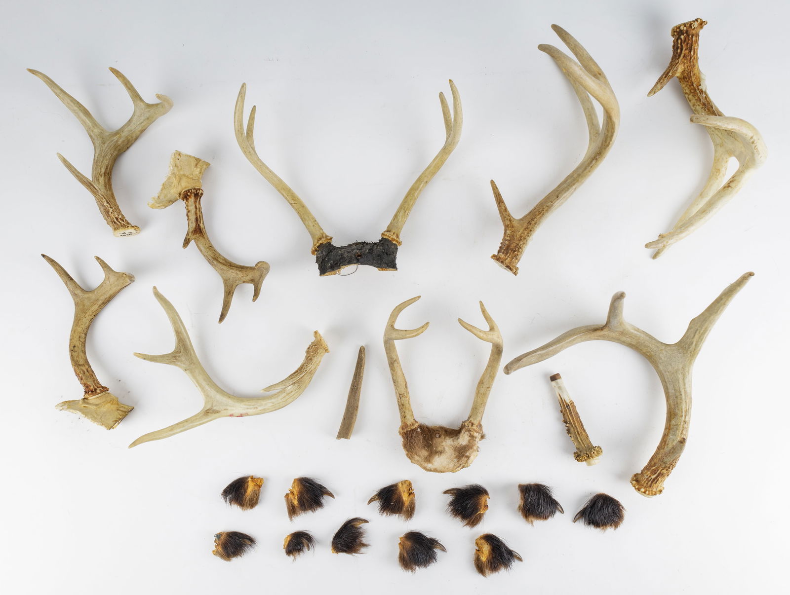Black Bear Claws & Deer Antlers (1 of 4)