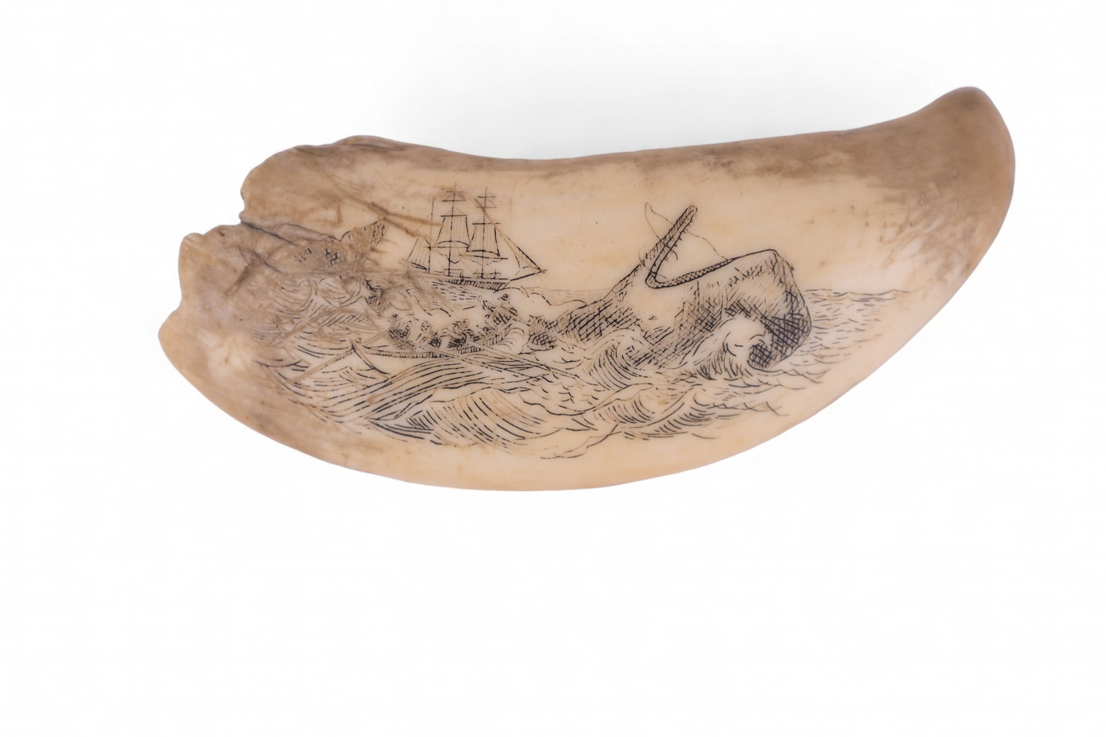 Whale Tooth Scrimshaw with Whaling Image: Scrimshaw measures approx. 4" long x 1.5" high x 1" deep. It shows a whale on its backside and a sail ship in background in ocean. The tailsticks up out of the water to the left of the ship. Tooth is 
