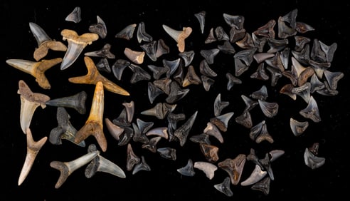 Fossil Shark Teeth (100+ pcs)