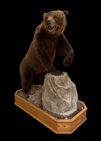Grizzly Bear Full Size Mount on Wood Base