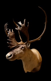 Caribou Shoulder Mount