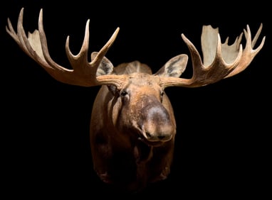 Moose Shoulder Mount