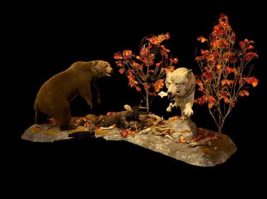 Wolf, Grizzly Bear, & Moose Head Combo Mount