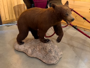 Young Cinnamon Black Bear Full Mount