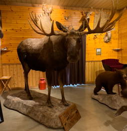 Full Size Moose Mount