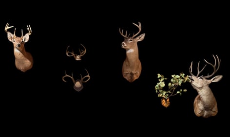 White Tail Deer Shoulder Mounts