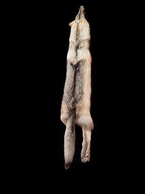 Grey Timber Wolf Pelt