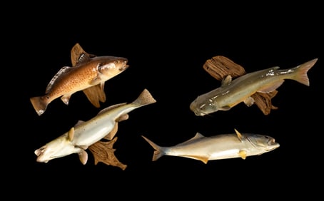 Mounted Trophy Fish (4)