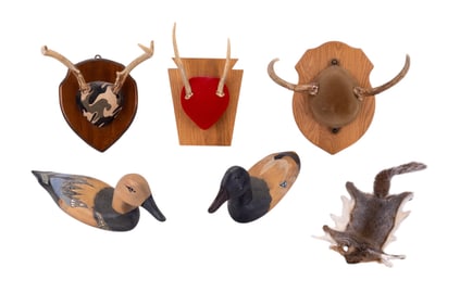 Mounted Deer Antlers