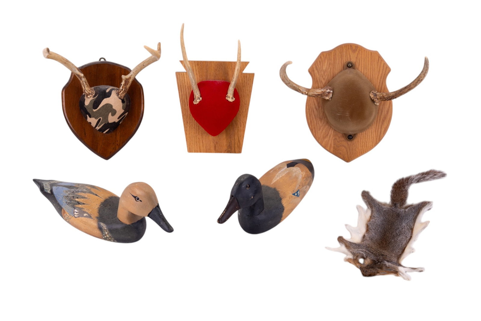 Mounted Deer Antlers: Three sets of mounted deer antlers, flat squirrel skin, and two hand painted duck deoys.