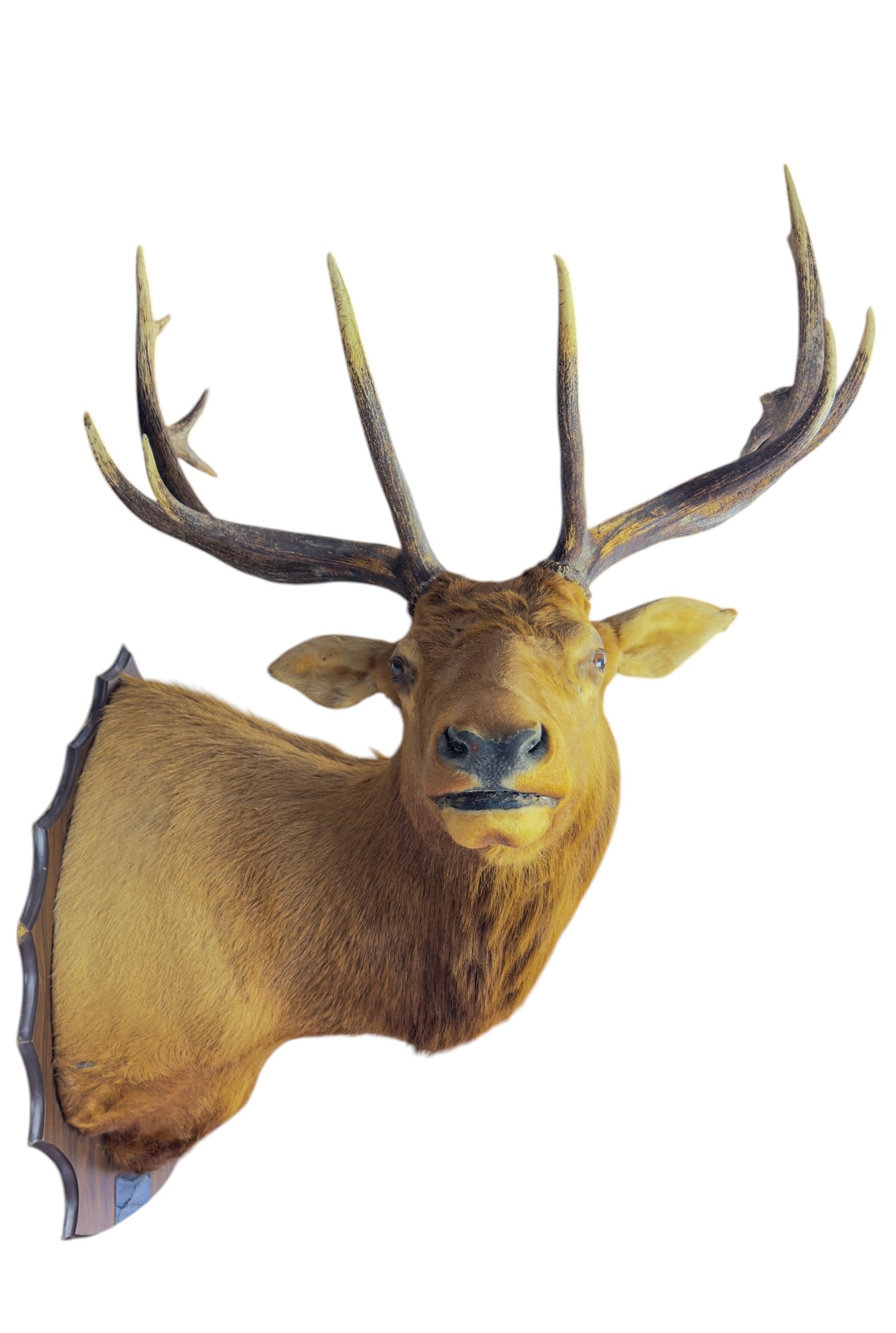 Five Point Mounted Elk Shoulder: Five point shoulder mounted taxidermied Elk, the plaque measures 24x38", the mount comes out from the wall approximately 45", the racks measure approximately 40" from the head, and are approximately 4