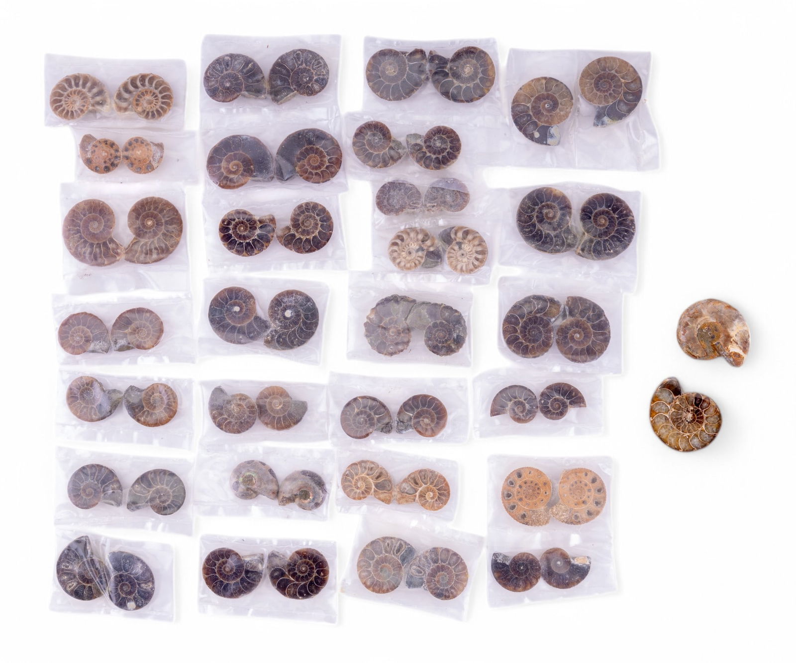 Ammonite Fossils Cut & Polished (29 Pc.) (1 of 4)