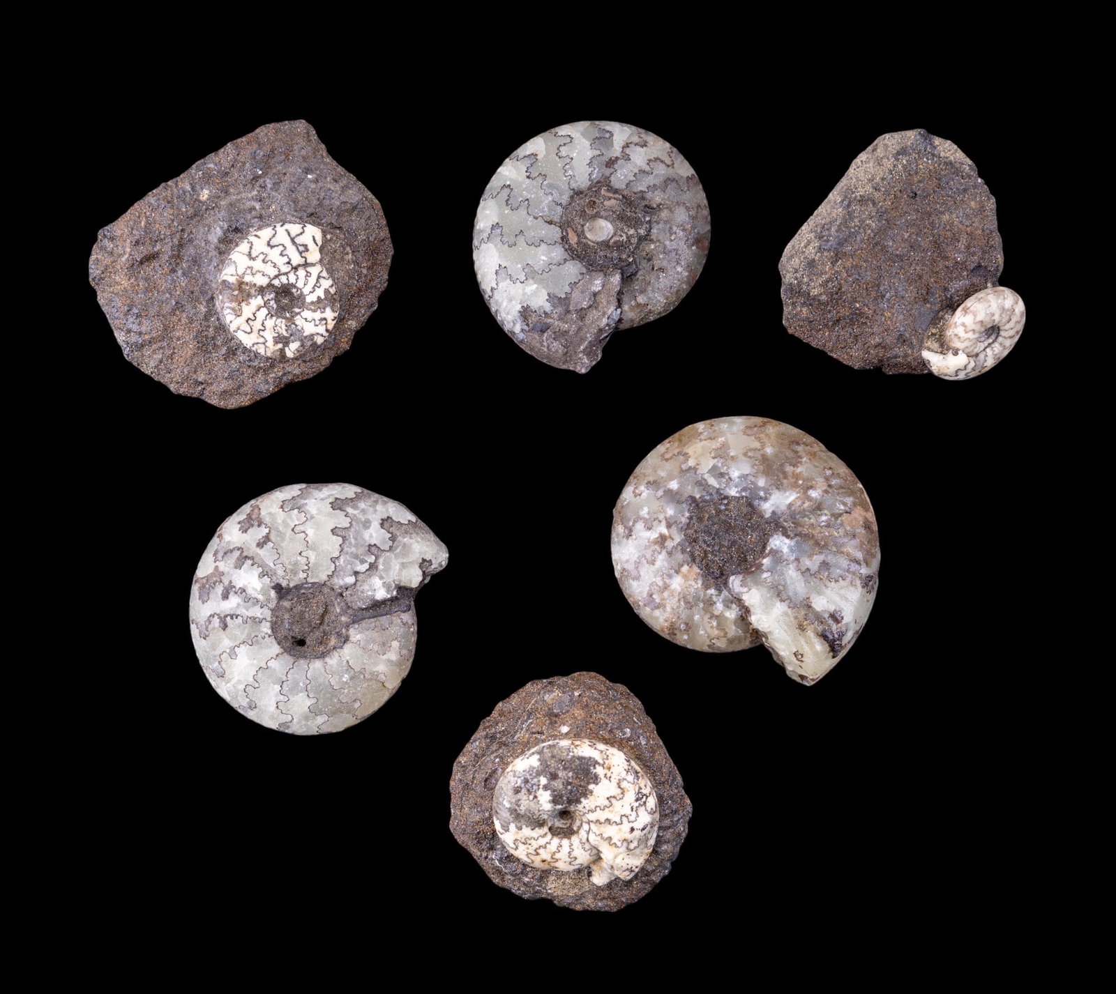 Ammonite Fossils Craspedites Nodiger (6 Pc.) (1 of 6)