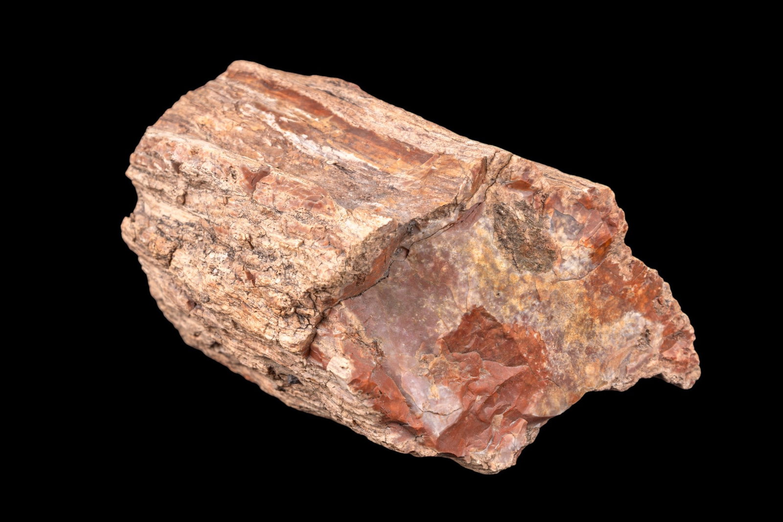 Ancient Petrified Wood Log (1 of 12)