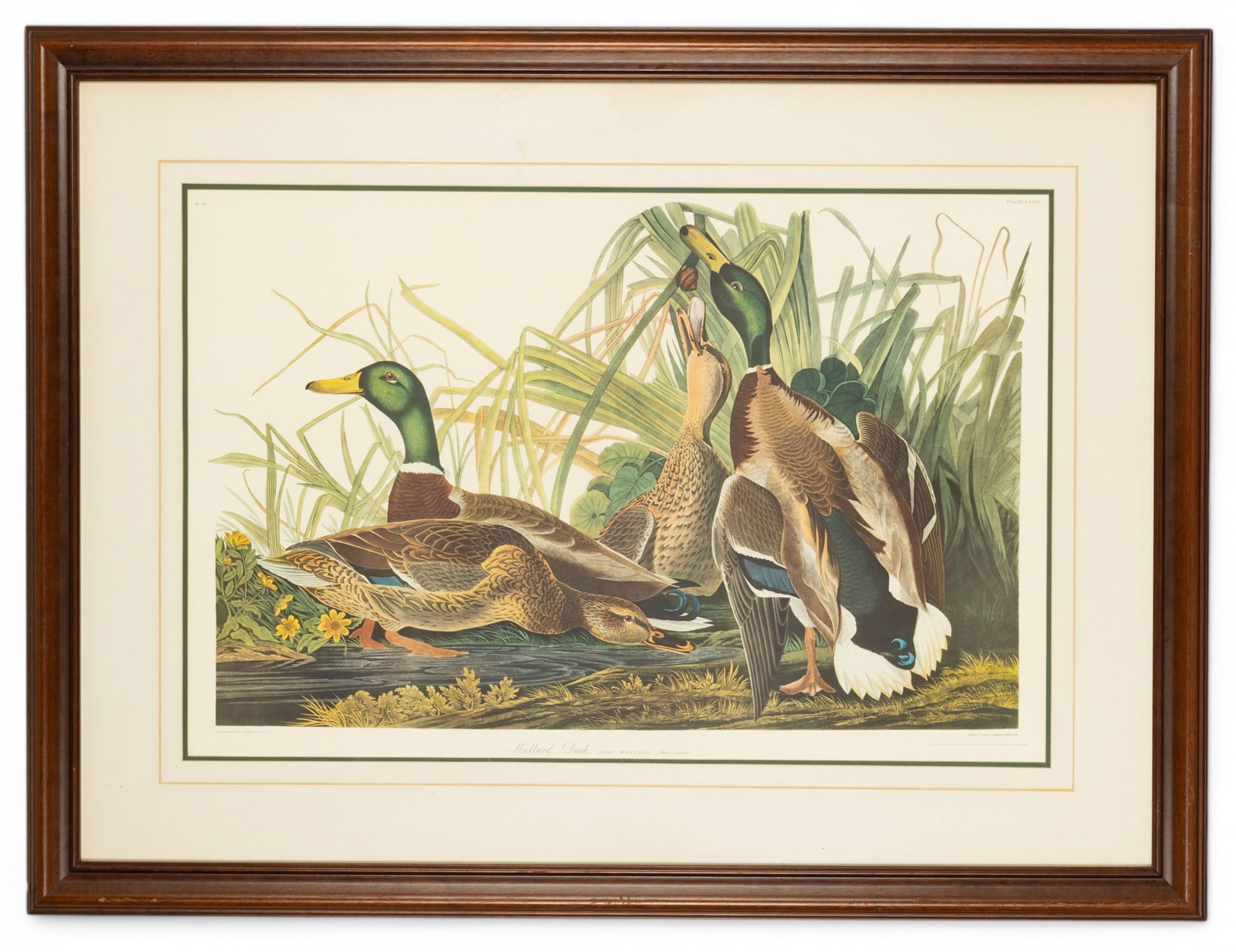 John James Audubon (1785-1851) Mallard Duck Print: Large framed print, 4th Edition collotype by Ariel Press, printed in Germany of John James Audubon (1785-1851) "Mallard Duck" 1834 "No.45" UL, "Plate - 221" UR; Image measures approx. 38.5" W x 25.25"